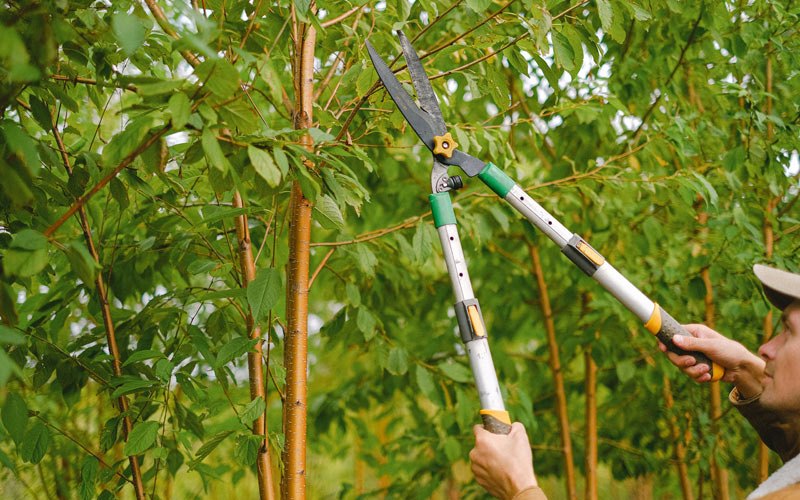 Tree trimming in Cross Fork, PA