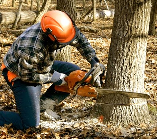Tree Removal in Cross Fork, PA